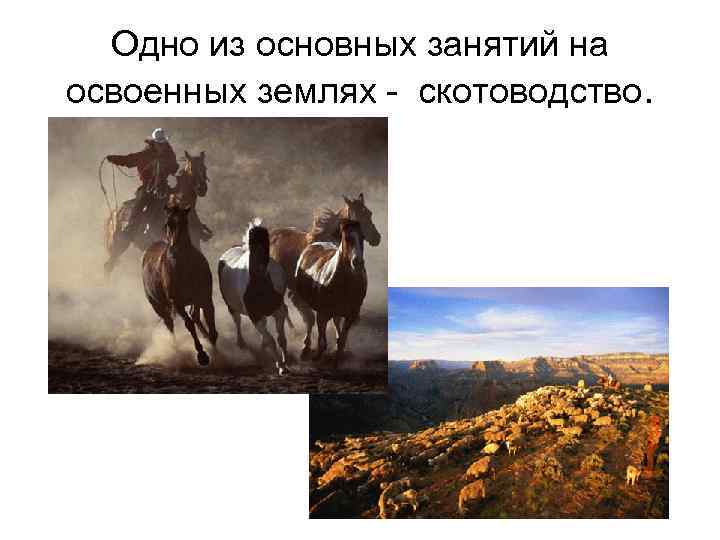 Одно из основных занятий на освоенных землях - скотоводство. 