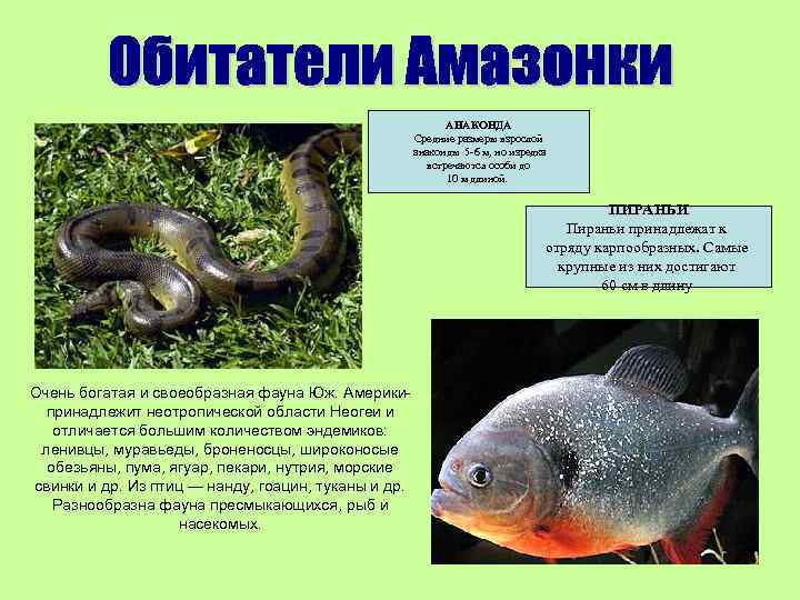 АНАКОНДА Средние размеры взрослой анаконды 5 -6 м, но изредка встречаются особи до 10