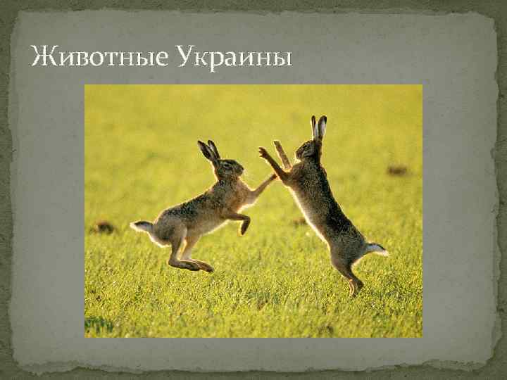 Животные Украины 