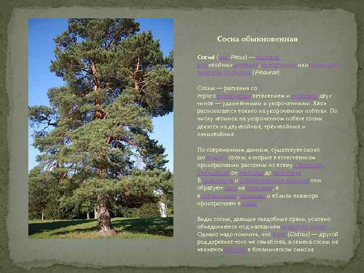 Сосна обыкновенная Сосна (лат. Pínus) — типовой род хвойных деревьев, кустарников илистлаников с емейства