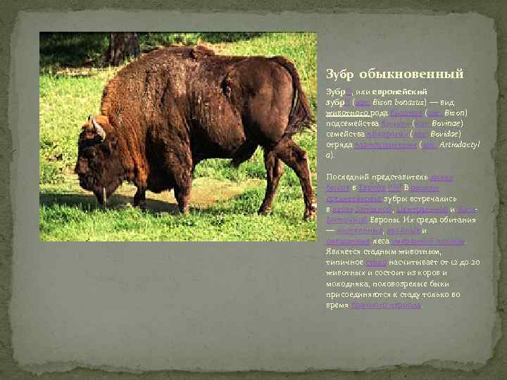 Зубр обыкновенный Зубр[1], или европейский зубр[1] (лат. Bison bonasus) — вид животного рода бизонов