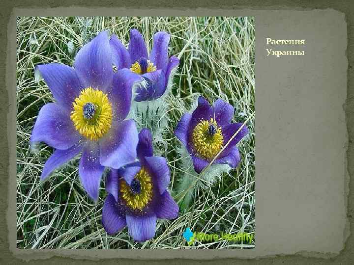 Растения Украины 