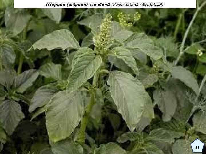 Щириця (щариця) звичайна (Amaranthus retroflexus) 11 