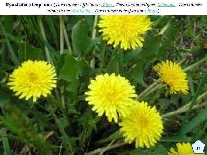 Кульбаба лікарська (Taraxacum officinale Wigg. , Taraxacum vulgare Schrank. , Taraxacum almaatense Schischk. ,