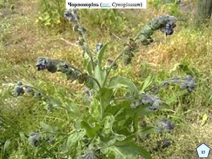 Чорнокорінь (лат. Cynoglossum) 15 