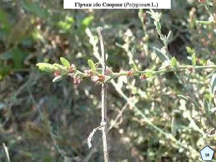 Гірчак або Спориш (Polygonum L. ) 18 