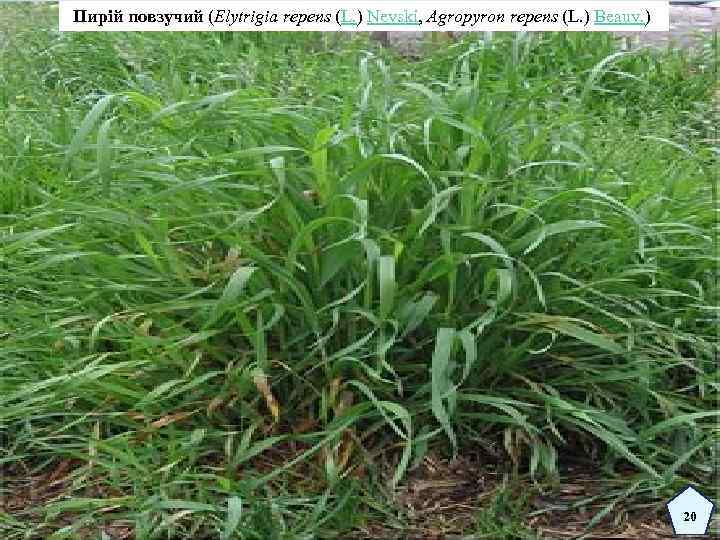 Пирій повзучий (Elytrigia repens (L. ) Nevski, Agropyron repens (L. ) Beauv. ) 20