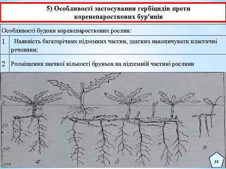 5) Особливості застосування гербіцидів проти коренепаросткових бур’янів Особливості будови коренепаросткових рослин: 1 Наявність багаторічних
