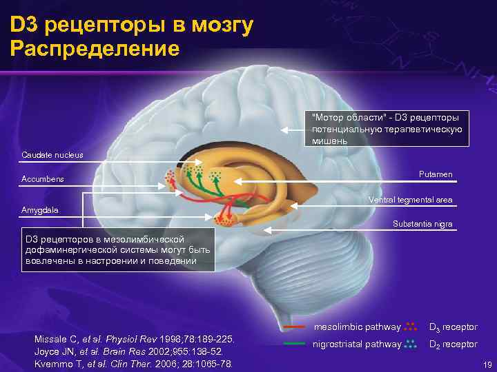 Дофаминовые рецепторы. Дофаминовые д2 рецепторы локализация. Мозг и рецепторы. Рецепторы головного мозга. Мозговые рецепторы.