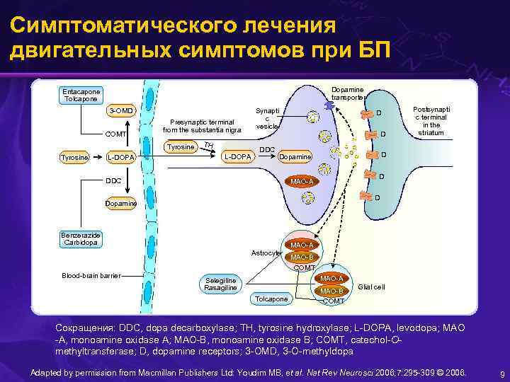 Симптоматического лечения двигательных симптомов при БП Dopamine transporter Entacapone Tolcapone 3 -OMD COMT Presynaptic