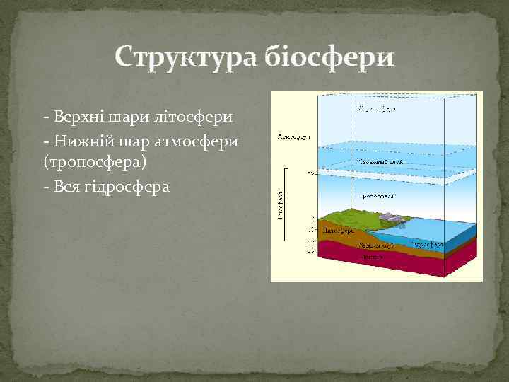 Структура біосфери - Верхні шари літосфери - Нижній шар атмосфери (тропосфера) - Вся гідросфера