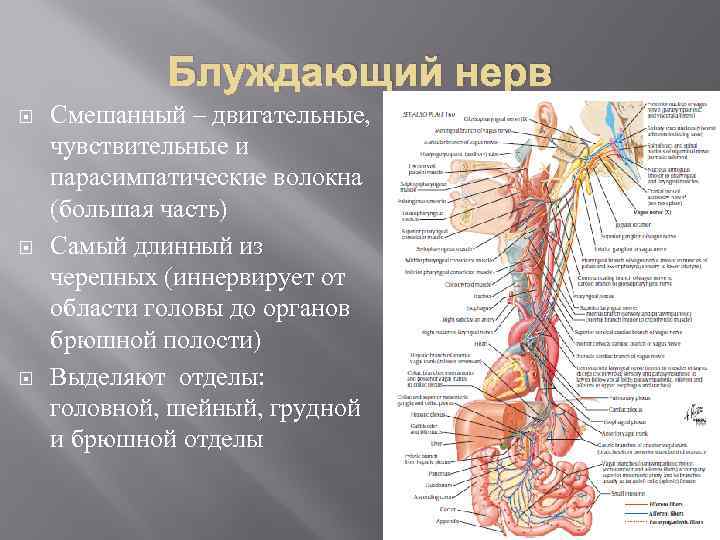 Блуждающий нерв схема