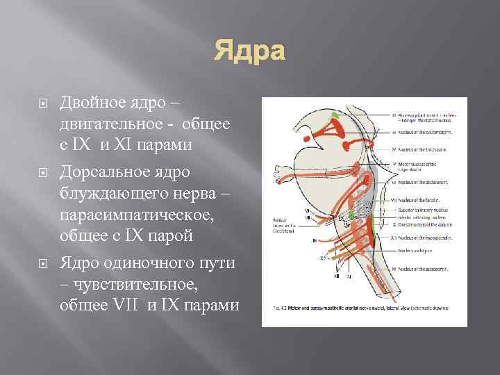 Схема блуждающего нерва ход