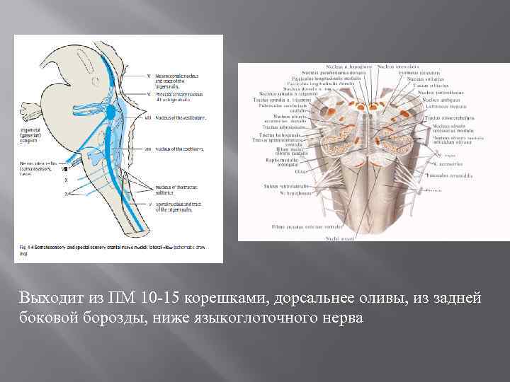 Выходит из ПМ 10 -15 корешками, дорсальнее оливы, из задней боковой борозды, ниже языкоглоточного