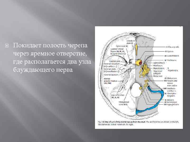  Покидает полость черепа через яремное отверстие, где располагается два узла блуждающего нерва 
