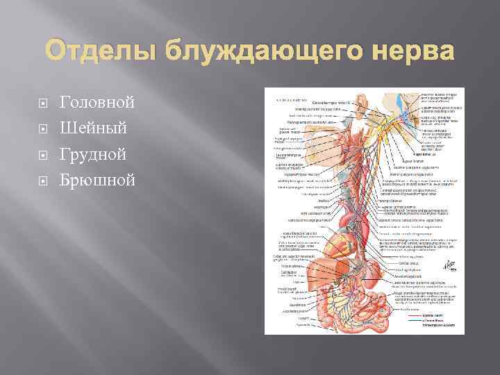 Отделы блуждающего нерва Головной Шейный Грудной Брюшной 