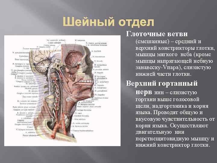 Шейный отдел Глоточные ветви (смешанные) – средний и верхний констрикторы глотки, мышцы мягкого неба