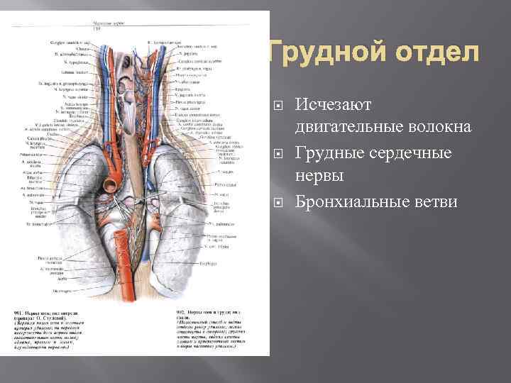 Нервы фото анатомия