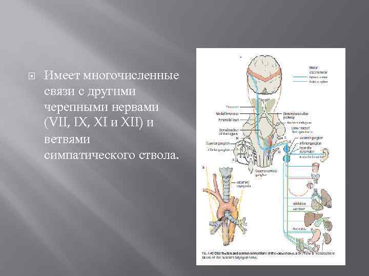 Блуждающий нерв анатомия схема