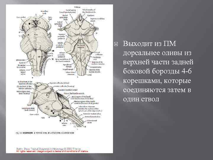 Боковая борозда. Дорсальнее нижней оливы. Дорсальное ядро улитки. Рисунки из Дорса.