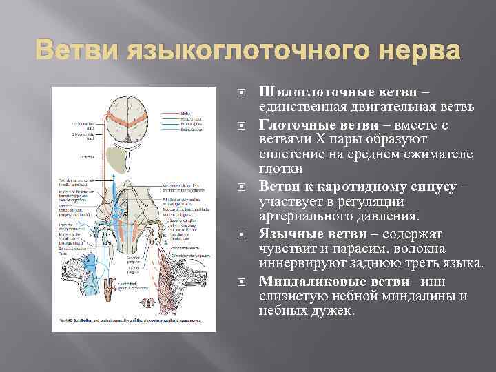 Ветви языкоглоточного нерва Шилоглоточные ветви – единственная двигательная ветвь Глоточные ветви – вместе с