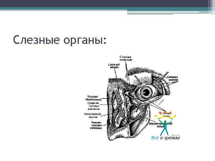 Слезные органы: 