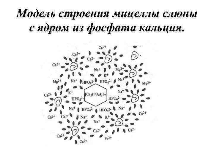 Модель строения мицеллы слюны с ядром из фосфата кальция. 