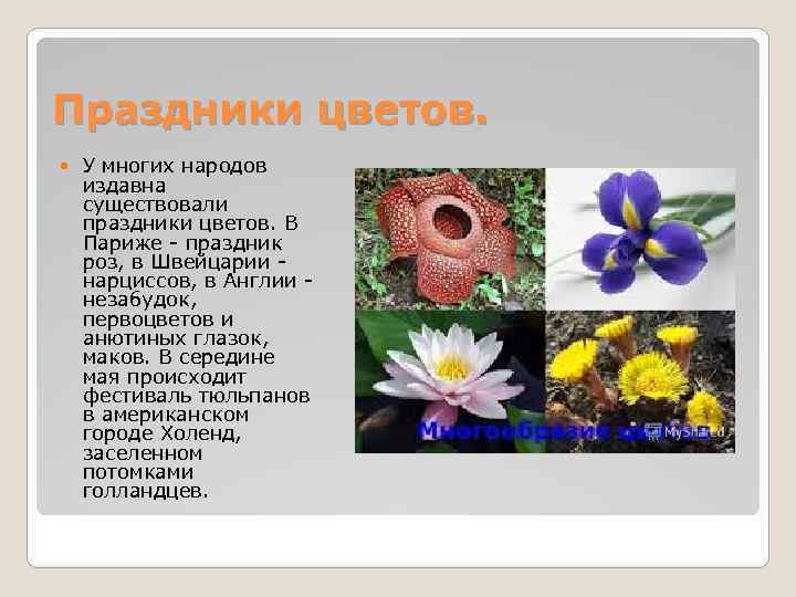 Праздники цветов. У многих народов издавна существовали праздники цветов. В Париже - праздник роз,