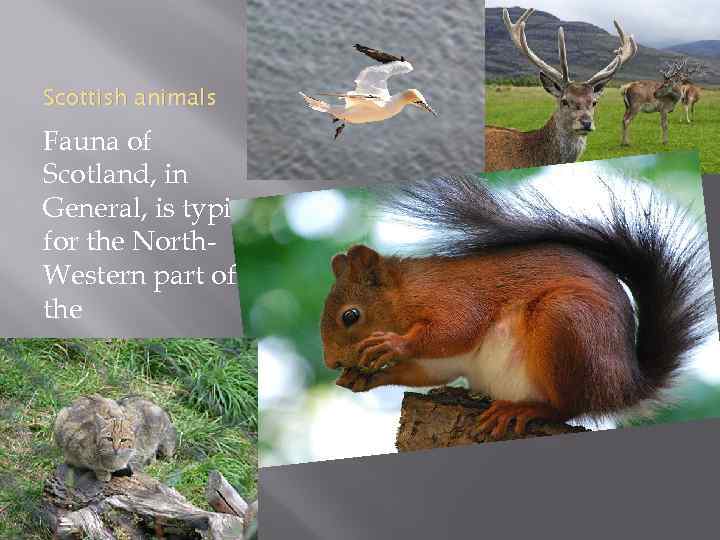 Scottish animals Fauna of Scotland, in General, is typical for the North. Western part