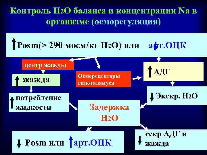 Контроль H 2 O баланса и концентрации Na в организме (осморегуляция) Pоsm(> 290 мосм/кг