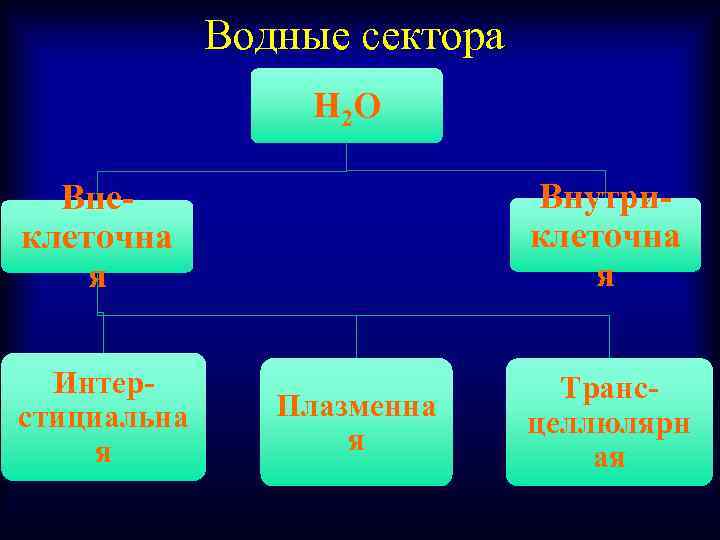 Водные сектора Н 2 О Внеклеточна я Внутриклеточна я Интерстициальна я Трансцеллюлярн ая Плазменна