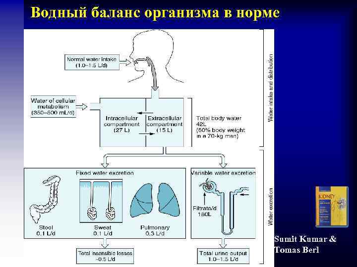 Водный баланс организма в норме Sumit Kumar & Tomas Berl 