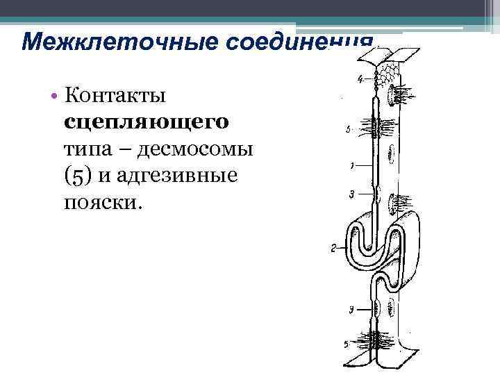 Межклеточные соединения • Контакты сцепляющего типа – десмосомы (5) и адгезивные пояски. 