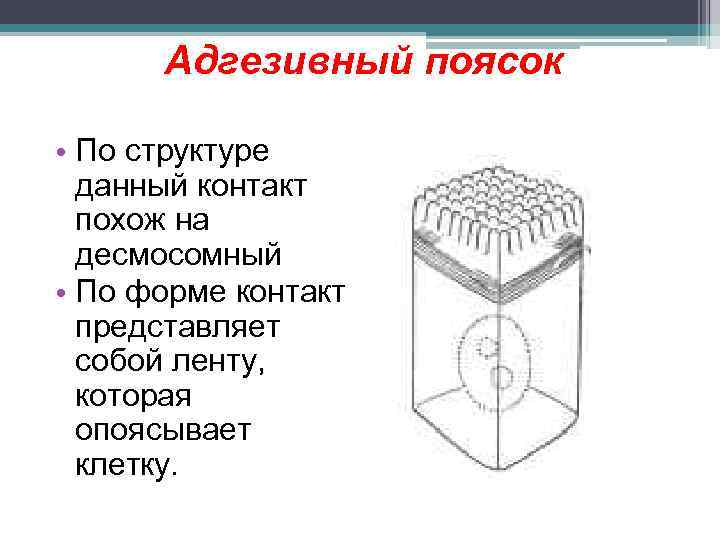 Адгезивный поясок • По структуре данный контакт похож на десмосомный • По форме контакт