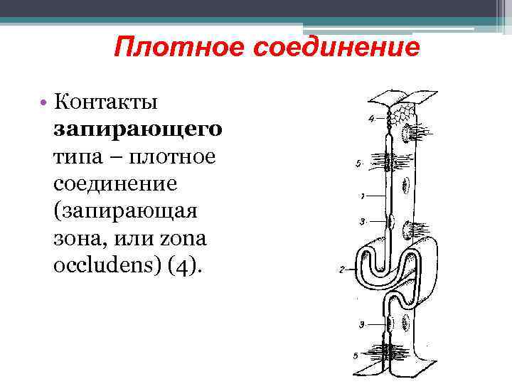 Плотное соединение • Контакты запирающего типа – плотное соединение (запирающая зона, или zona occludens)