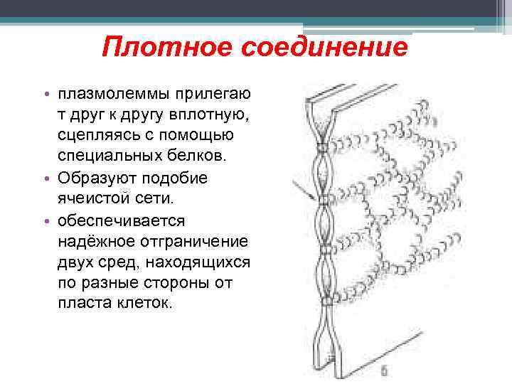 Плотное соединение • плазмолеммы прилегаю т друг к другу вплотную, сцепляясь с помощью специальных