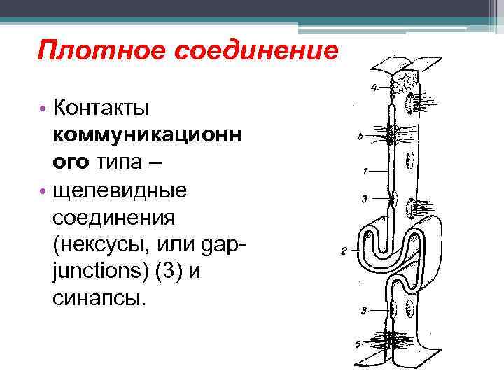 Плотное соединение • Контакты коммуникационн ого типа – • щелевидные соединения (нексусы, или gapjunctions)