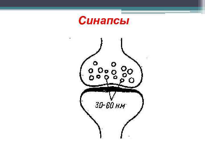 Синапсы 