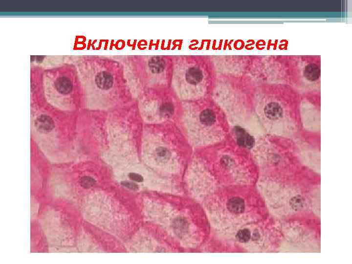 Включения гликогена 