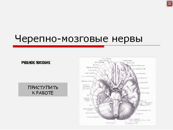 Черепно-мозговые нервы УЧЕБНОЕ ПОСОБИЕ ПРИСТУПИТЬ К РАБОТЕ 