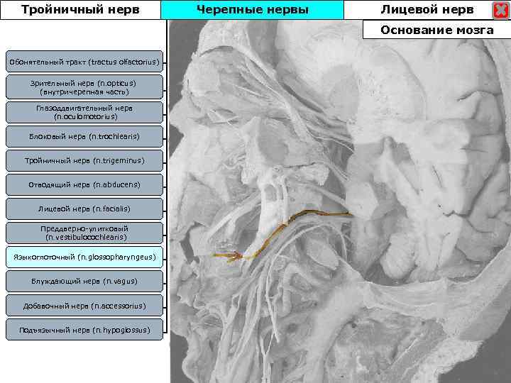 Тройничный нерв Черепные нервы Лицевой нерв Основание мозга Обонятельный тракт (tractus olfactorius) Зрительный нерв