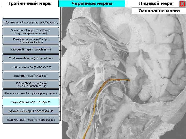 Тройничный нерв Черепные нервы Лицевой нерв Основание мозга Обонятельный тракт (tractus olfactorius) Зрительный нерв