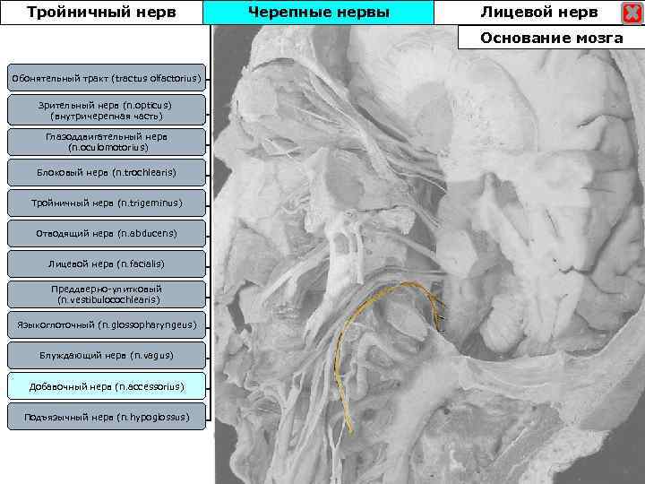 Тройничный нерв Черепные нервы Лицевой нерв Основание мозга Обонятельный тракт (tractus olfactorius) Зрительный нерв