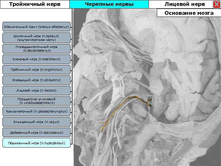 Тройничный нерв Черепные нервы Лицевой нерв Основание мозга Обонятельный тракт (tractus olfactorius) Зрительный нерв