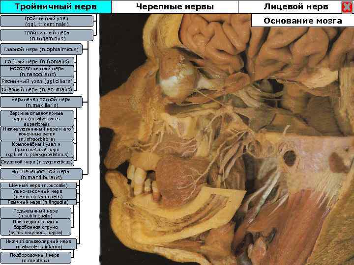 Тройничный нерв Тройничныйузел Тройничны узел (ggl. trigeminale) Тройничный нерв (n. trigeminus) Глазной нерв (n.