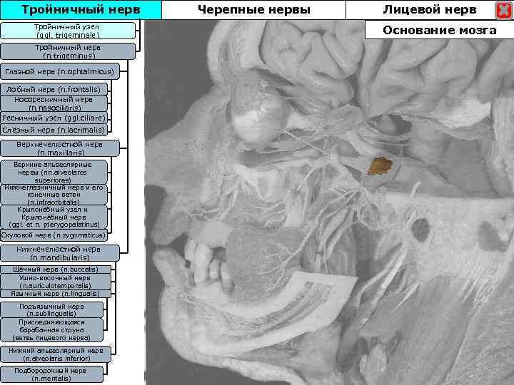 Тройничный нерв Тройничный узел (ggl. trigeminale) Тройничный нерв (n. trigeminus) Глазной нерв (n. ophtalmicus)