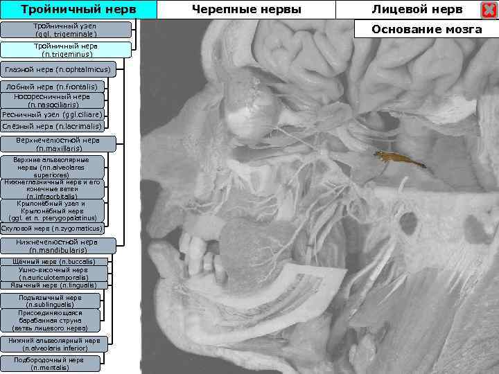 Тройничный нерв Тройничны узел Тройничныйузел (ggl. trigeminale) Тройничный нерв (n. trigeminus) Глазной нерв (n.