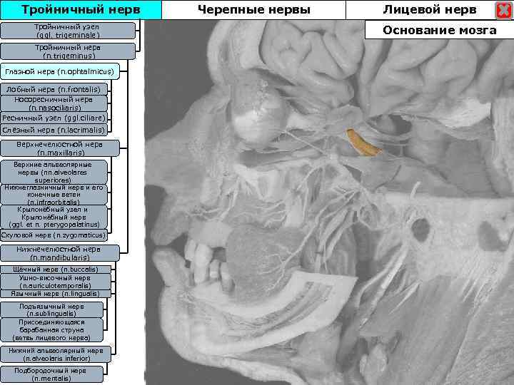 Тройничный нерв Тройничны узел Тройничныйузел (ggl. trigeminale) Тройничный нерв (n. trigeminus) Глазной нерв (n.