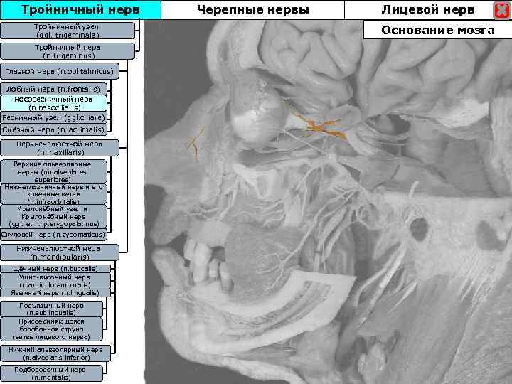 Тройничный нерв Тройничны узел Тройничныйузел (ggl. trigeminale) Тройничный нерв (n. trigeminus) Глазной нерв (n.