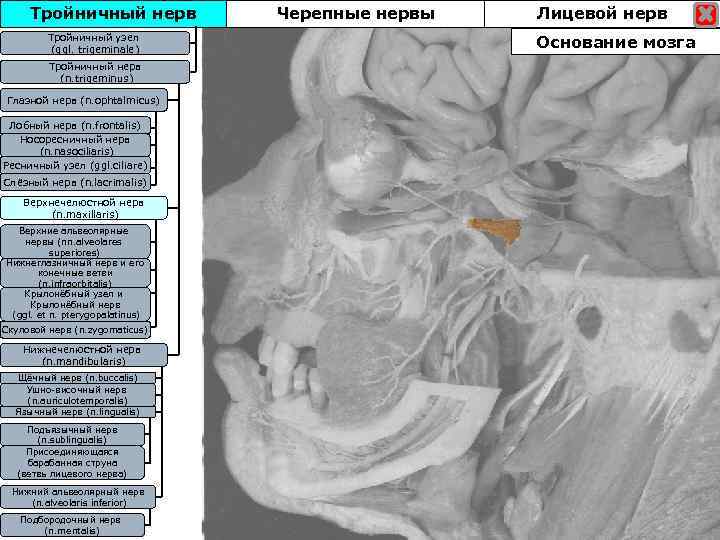 Тройничный нерв Тройничны узел Тройничныйузел (ggl. trigeminale) Тройничный нерв (n. trigeminus) Глазной нерв (n.